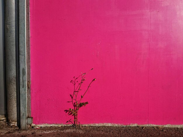 Wilted plants against pink wall