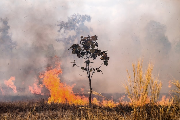 Wind blowing on a flaming trees during a forest fire.