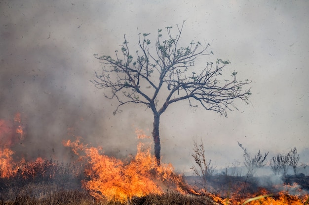 Wind blowing on a flaming trees during a forest fire.