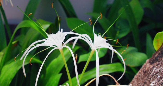 風が吹く白いエキゾチックな熱帯の花がバリ島の庭の地面に生える美しい晴れた日のクローズアップ