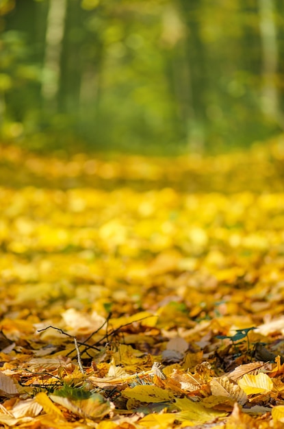 Wind blowing yellow leaves in autumn bright woods Background with falling flying vivid leaves in forest