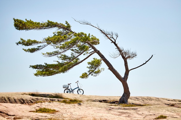 Wind-blown pine tree with a trunk leaning to the side and the bicycle under the tree