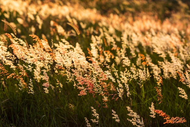 The wind blows the grass in the golden light of the sun.