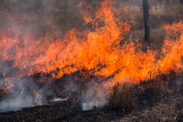 Wind die op vlammende bomen blaast tijdens een bosbrand.