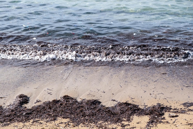 Результат ветра Сухие водоросли на пустом песчаном пляже Пена на поверхности воды волнистый морской фон