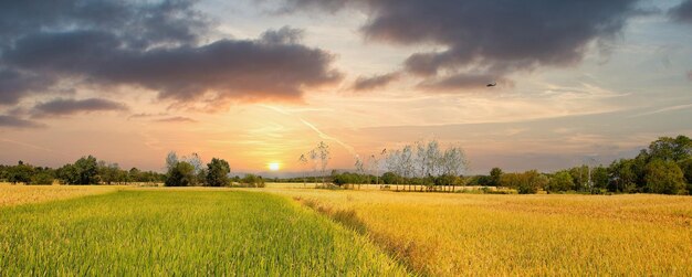 Wind turbines in a field at dusk hdrhigh dynamic range