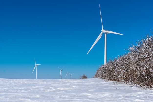 Wind turbines tower above a row of trees covered in horror frost in a Saskatchewan winter