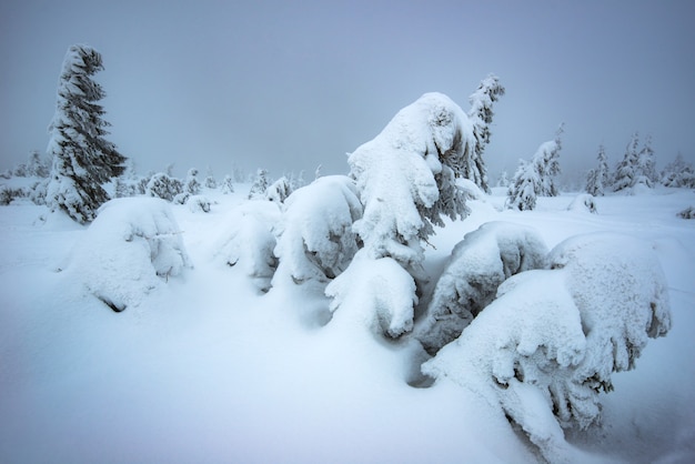 Wind waait op besneeuwde jonge sparren die in de winter op een heuvel tussen de sneeuw groeien. Het concept van de harde noordelijke natuur en de schoonheid van de winter. Copyspace