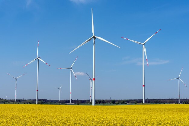 Wind wheels and a flowering canola field seen in germany