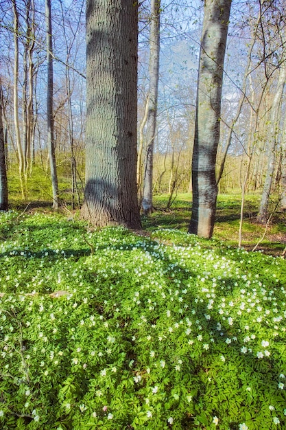 Windbloemen of bloementapijt in een wild bos in het voorjaar Prachtig landschap van veel bosanemoonplanten die in een weide groeien Mooie wit bloeiende planten of wilde bloemen in een natuurlijke omgeving