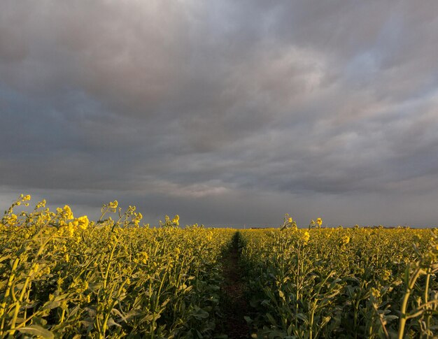 Photo windblown oil seed rape plants in storm