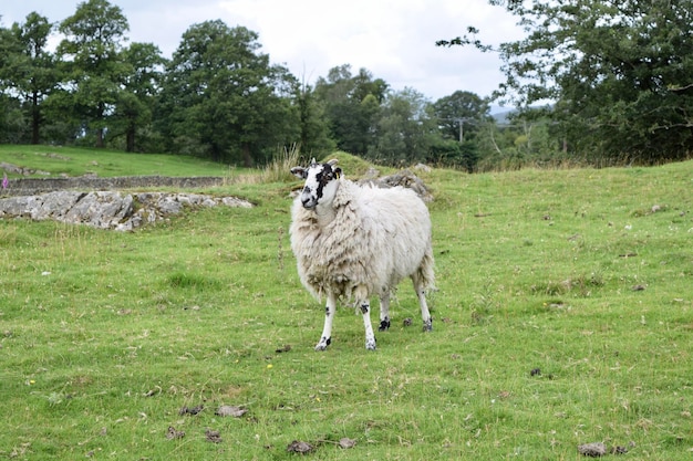 Foto windermere schapen