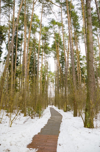 Winding alley in the winter forest