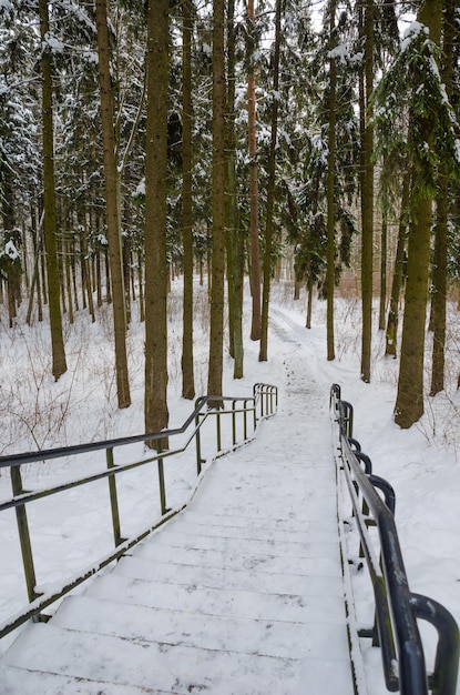 Winding alley in the winter forest