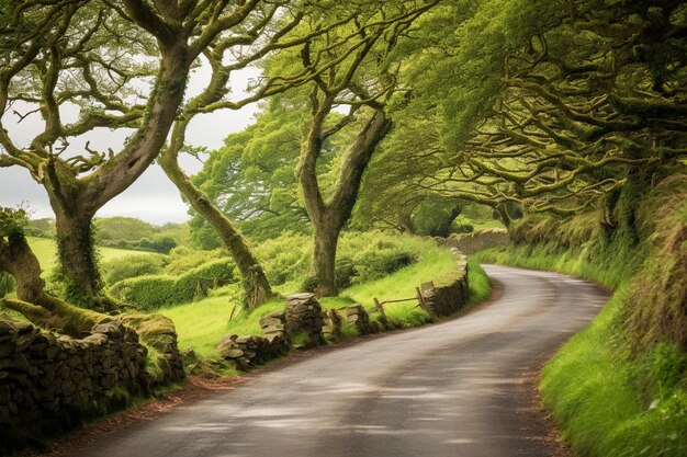 A winding country road bordered by green trees and hedgerows