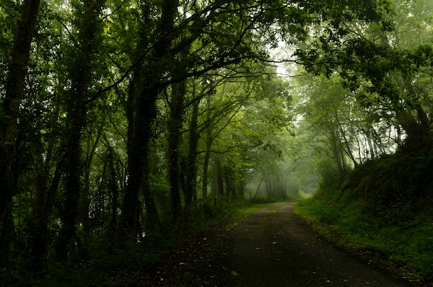 Winding dirt gravel road through sunny green forest illuminated by sunbeams through mist