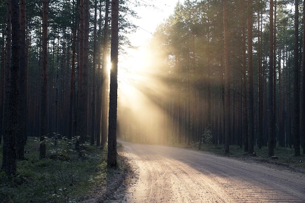 A winding dirt road, illuminated by the rays of the setting sun on the left.