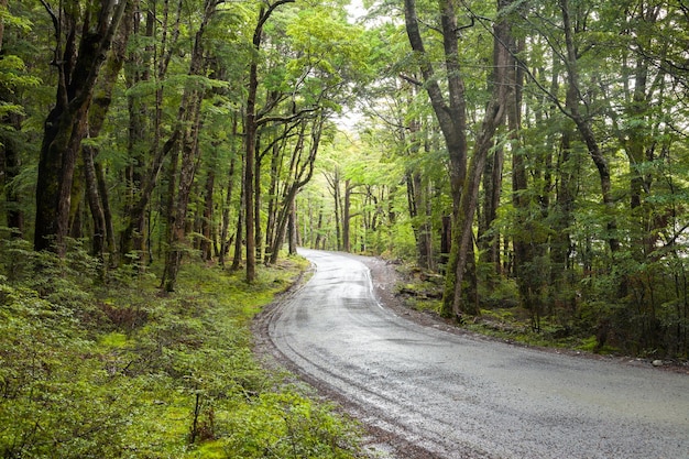 Извилистая гравийная дорога через умеренный тропический лес на Южном острове Новой Зеландии
