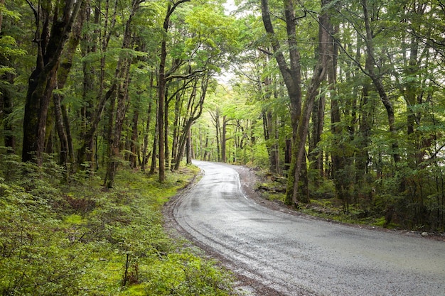 Winding gravel road through temperate rainforest at the South Island of New Zealand