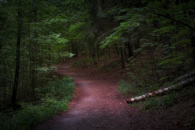 Winding path in park or forest among shady trees on a summer evening Beautiful summer landscape