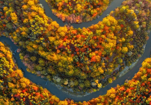 Fiume tortuoso in un prato con una bellissima foresta autunnale colorata. vista aerea dall'alto.