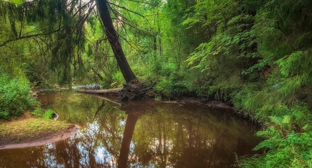 Winding river Okhta in the forest of the Leningrad region near St. Petersburg