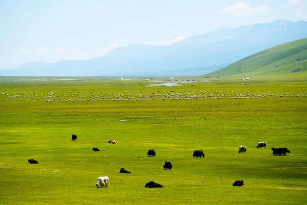 Извилистые реки и луга Фото в Bayinbuluke Grassland в Синьцзяне, Китай