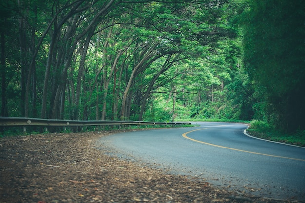 Winding road and many trees