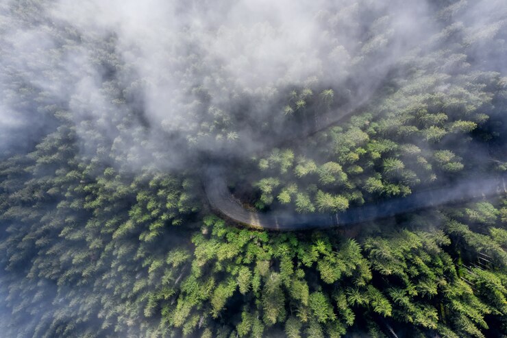 Photo 緑の木々と朝の霧の山の曲がりくねった道。航空写真。