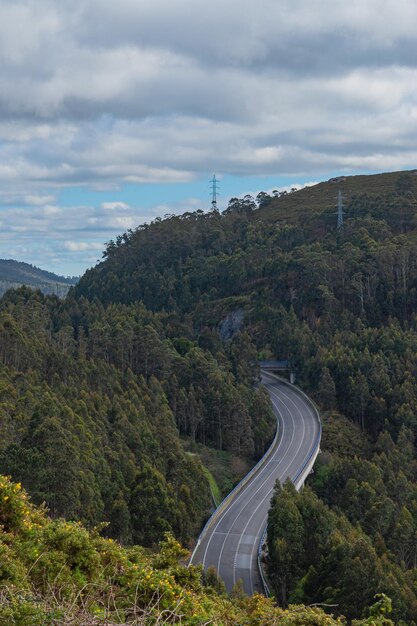 Winding road surrounded by eucalyptus trees