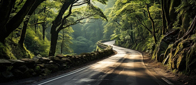 Winding road through the forest in the morning