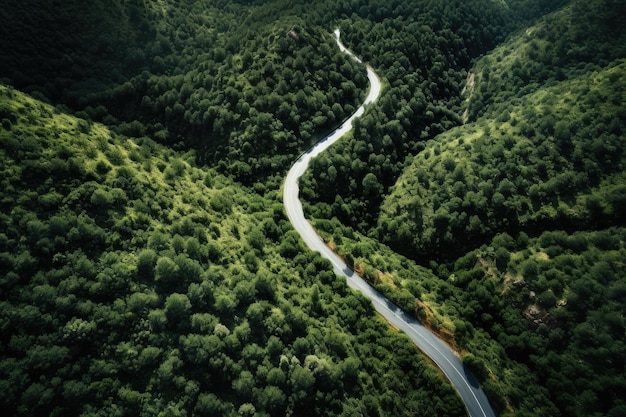 Winding road top view A flat track between dense green trees Asphalted road in forest Drone photo