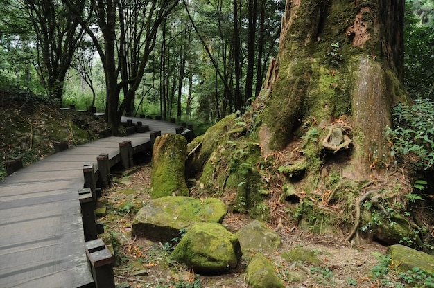 Winding stair steps in humid forest in Taiwan