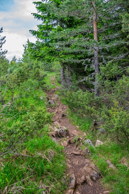 A winding trail passes through the forest among the high mountains