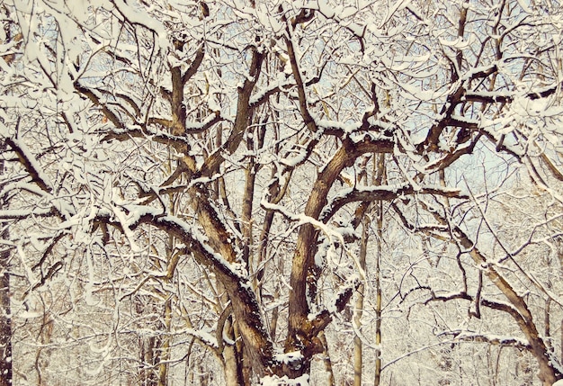 Вьющиеся ветви деревьев, покрытые снегом