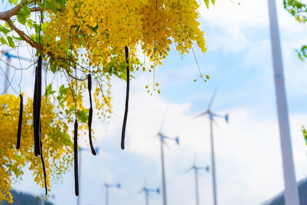 Windmill electric power source and the yellow flower of Golden Shower or Cassia Fistula, Clean energy concept from the wind in nature, environmentally friendly to reduce global warming for background