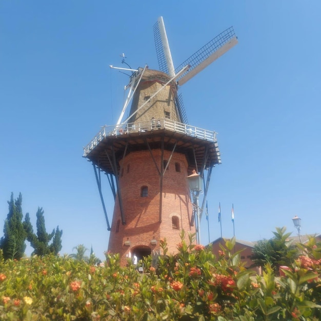 Windmill in the flower field