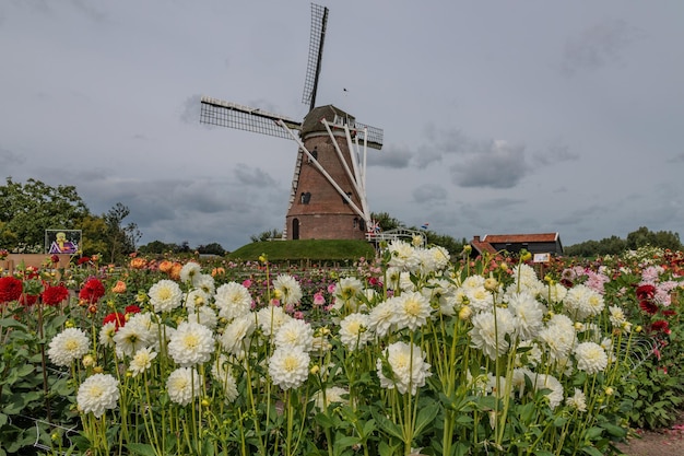 windmolen en dahlia's