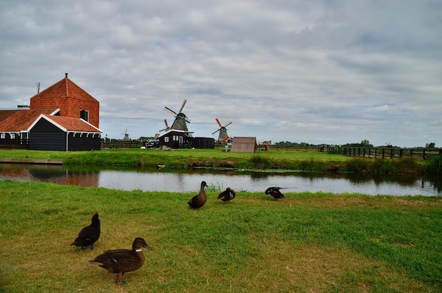 Foto windmolens en eenden