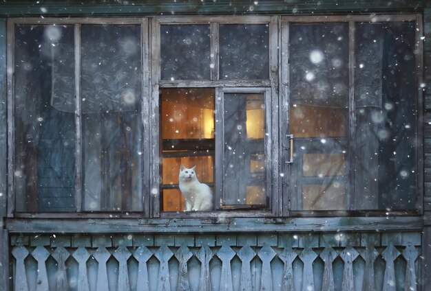 window cat in old wooden house. vintage architecture