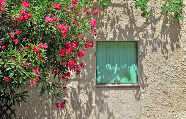 Window closed with green shutters on a facade with a rosebay blooming