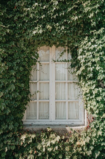 Window of house covered with plants