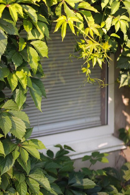 Window of house is overgrown with green leaves of grapes Closeup vertical photo