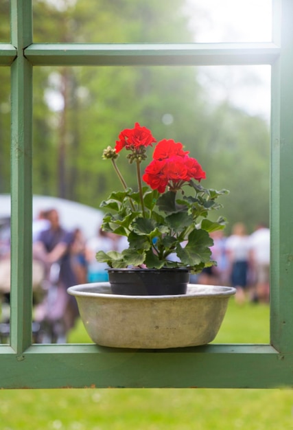 Window red geranium flower