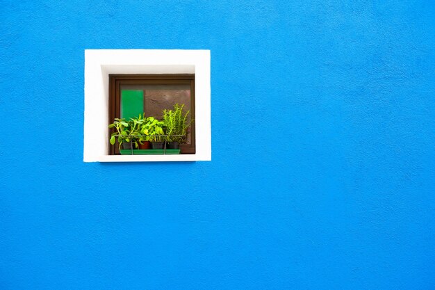 파란 벽에 꽃이 있는 창. 부라노 섬, 베니스, 이탈리아의 다채로운 건축물.