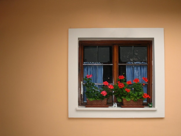 Window with flowers and curtains