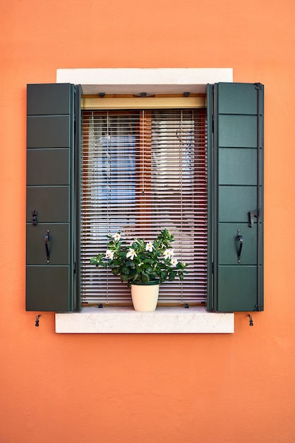 Window with green shutters and white flowers in the pot.