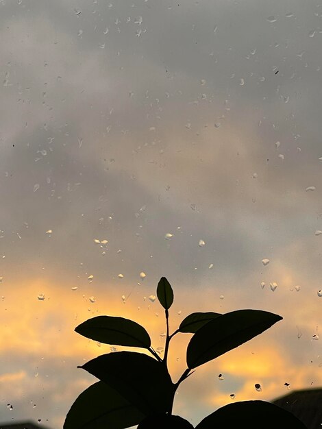 A window with a leaf in the foreground and the sky in the background.