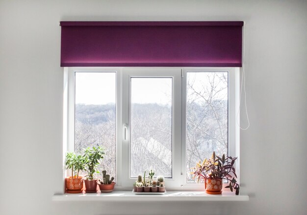 Window with purple roller blind and home plants in flowerpots on the windowsill.