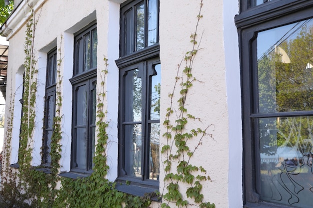 Windows of old house with plants outdoor